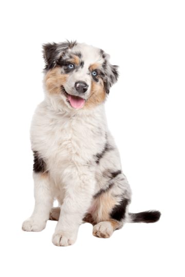 Rocky the Aussie puppy